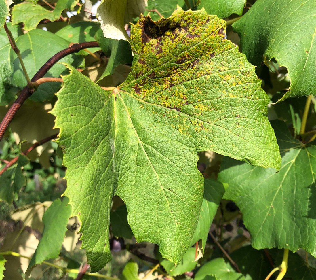 Downy mildew